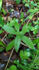 Cerastium pauciflorum