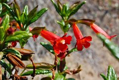 Diplacus parviflorus