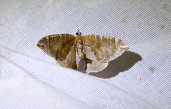 Eulithis molliculata