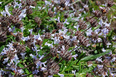 Salvia brandegeei