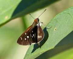 Vettius artona