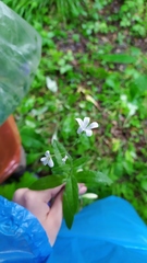 Cerastium pauciflorum