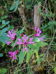 Clarkia concinna