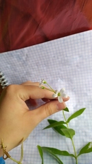 Cerastium pauciflorum