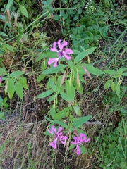 Clarkia concinna