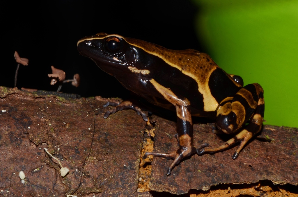 Annulated Long-Fingered Frog