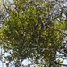 Bollean Mistletoe - Photo (c) catchang, some rights reserved (CC BY-NC)
