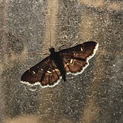 Diathrausta