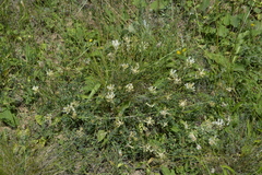 Astragalus albicaulis