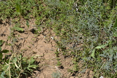 Astragalus ucrainicus