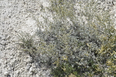 Artemisia hololeuca