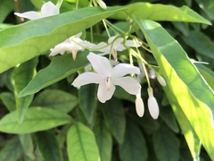 Wrightia religiosa