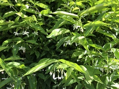 Wrightia religiosa