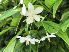Wrightia religiosa