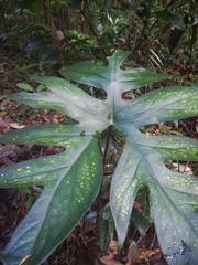 Anaphyllopsis americana