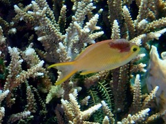 Pseudanthias huchtii