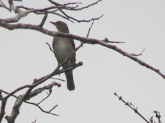 Turdus ignobilis ignobilis