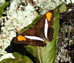 Adelpha falcipennis