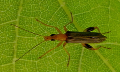 Oedemera murinipennis