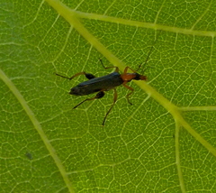 Oedemera murinipennis