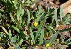 Camissoniopsis micrantha