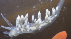 Eubranchus olivaceus