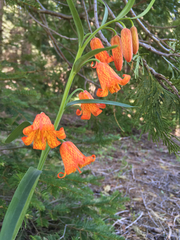 Fritillaria recurva