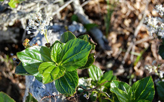 Ceanothus arboreus