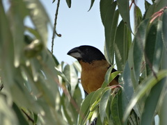 Pheucticus melanocephalus