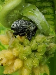 Rhyssomatus lineaticollis