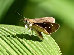Cobalopsis nero