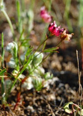 Trifolium depauperatum