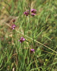 Dianthus andrzejowskianus