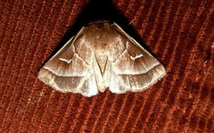 Fagitana littera