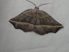 Metanema determinata