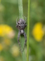 Philodromus buxi