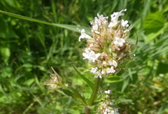 Valeriana dioica