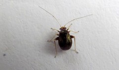 Halticus luteicollis