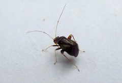 Halticus luteicollis