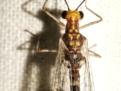 Megistopus flavicornis