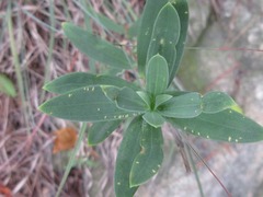 Gypsophila oldhamiana