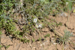 Astragalus ucrainicus