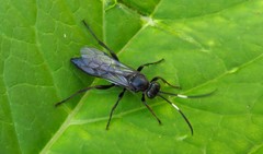 Syspasis albiguttata