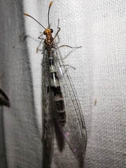 Megistopus flavicornis