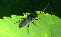 Syspasis albiguttata