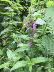 Stachydeae