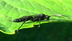 Syspasis albiguttata