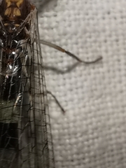 Megistopus flavicornis