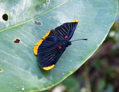 Melanis smithiae smithiae