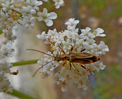 Oedemera barbara